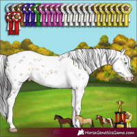 Horse Color:White Spotted Buckskin Dun Sabino 