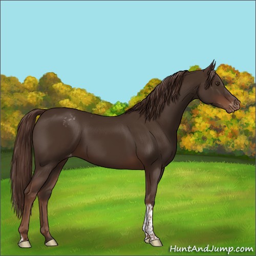 Horse Color:Liver Chestnut Tobiano Appaloosa Rabicano 