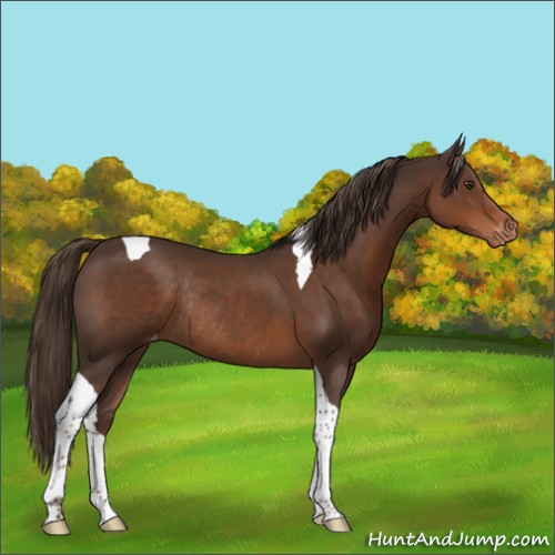 Horse Color:Liver Chestnut Tobiano Appaloosa Rabicano 