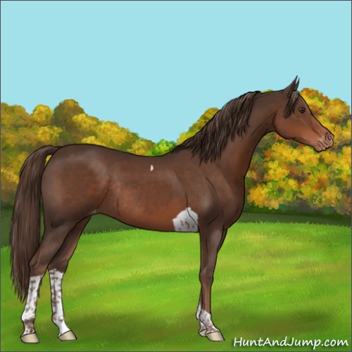 Horse Color:Liver Chestnut Tobiano Appaloosa Rabicano 