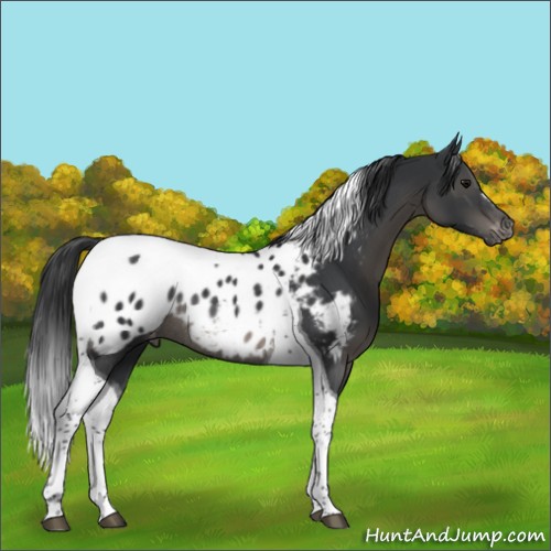 Horse Color:Black Tobiano Appaloosa Rabicano 