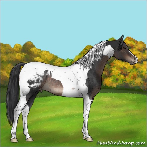 Horse Color:Brown Tobiano Appaloosa Rabicano 