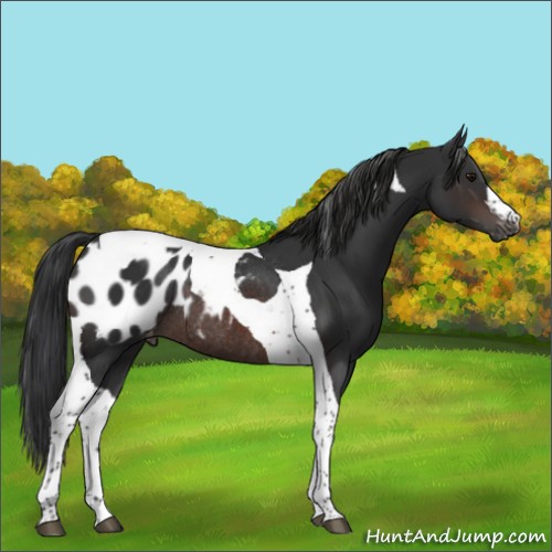Horse Color:Brown Tobiano Appaloosa Rabicano 