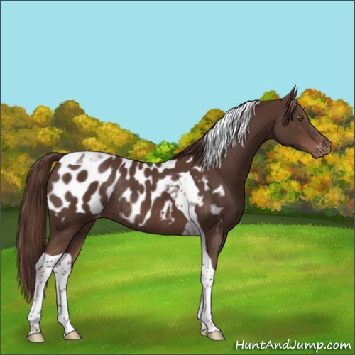 Horse Color:Liver Chestnut Tobiano Appaloosa Rabicano 