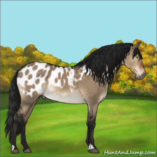 Horse Color:Gray Brown Dun Near Leopard Rabicano