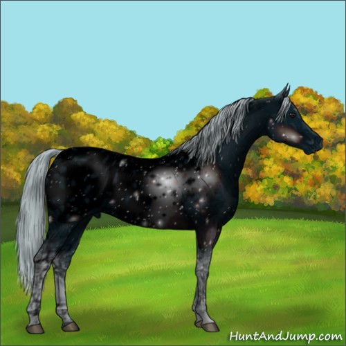 Horse Color:ERROR: UNKNOWN ANOMALY