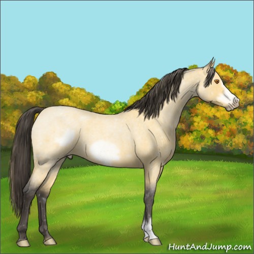 Horse Color:Buckskin Roan Frame 