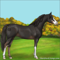 Horse Color:Liver Chestnut Sabino 