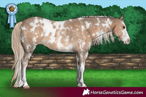 Horse Color:White Spotted Chocolate Palomino Sabino Rabicano 