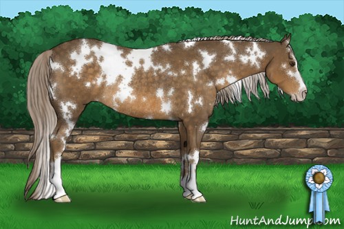 Horse Color:White Spotted Chocolate Palomino Sabino Rabicano 