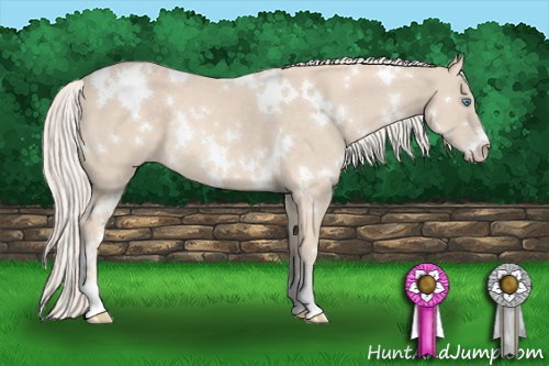 Horse Color:White Spotted Cremello Sabino Rabicano