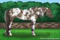 Horse Color:White Spotted Smoky Grullo Appaloosa 