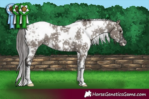 Horse Color:White Spotted Grullo Blanket
