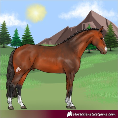 Horse Color:Bay 
