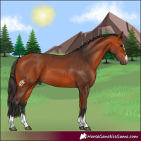 Horse Color:Bay 