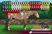 Horse Color:White Spotted Liver Red Dun Sabino Rabicano 