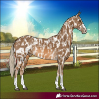 Horse Color:Chocolate Palomino  and Chocolate Palomino Near Leopard 