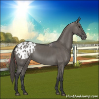 Horse Color:Grullo Appaloosa 
