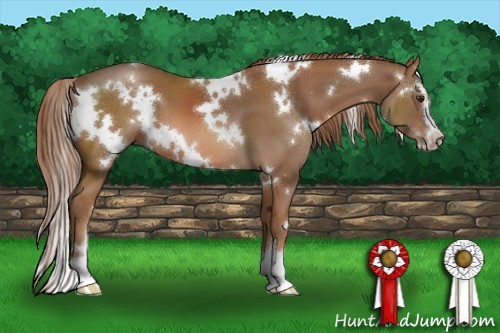 Horse Color:White Spotted Chestnut Sabino