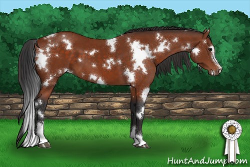 Horse Color:White Spotted Brown Sabino