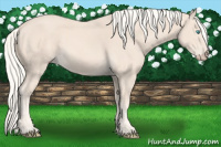 Horse Color:Cremello 