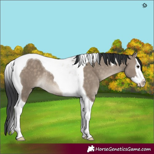 Horse Color:Brown Dun Splash Tobiano Rabicano 