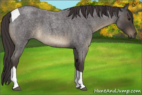 Horse Color:Smoky Blue Roan Tobiano 