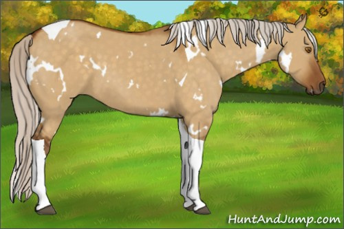 Horse Color:White Spotted Silver Buckskin Dun Tobiano 