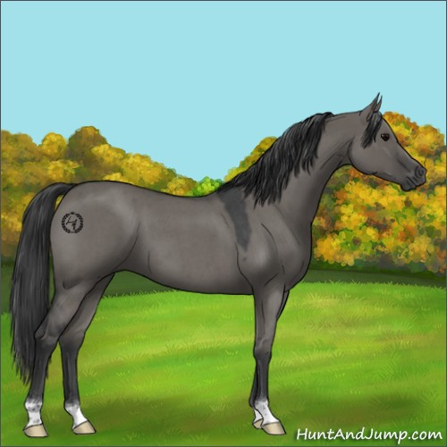 Horse Color:Grullo Roan 