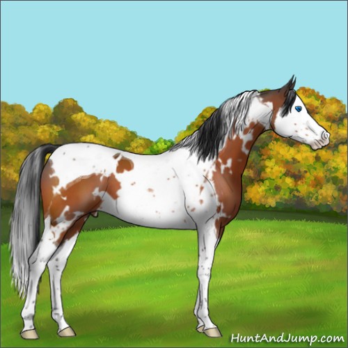 Horse Color:White Spotted Bay Splash Tobiano 
