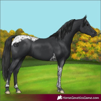 Horse Color:Black Tobiano 
