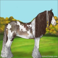 Horse Color:White Spotted Liver Chestnut Splash 