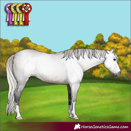 Horse Color:Gray Silver Brown Dun 