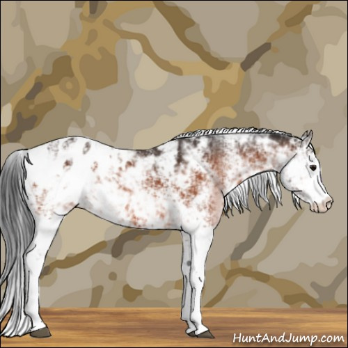 Horse Color:Bay Sabino Appaloosa