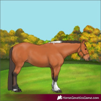 Horse Color:Bay Tobiano 