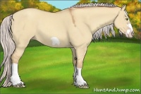Horse Color:Silver Classic Champagne Dun Splash Frame 