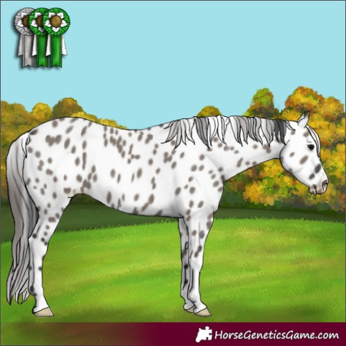 Horse Color:Grullo Appaloosa 