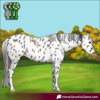 Horse Color:Grullo Leopard 