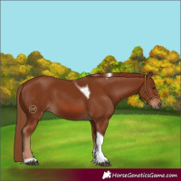 Horse Color:Chestnut Tobiano