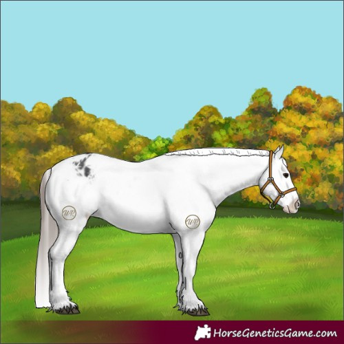 Horse Color:Black Appaloosa Rabicano 