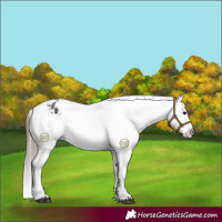 Horse Color:Black Appaloosa Rabicano 