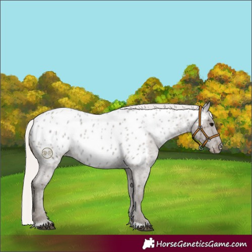 Horse Color:Silver Blue Roan Near Leopard Rabicano 