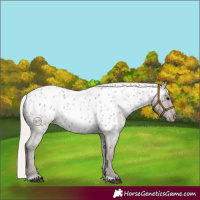 Horse Color:Silver Blue Roan Near Leopard Rabicano 