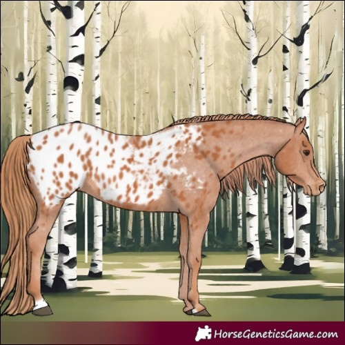 Horse Color:Chestnut Sabino Appaloosa Rabicano