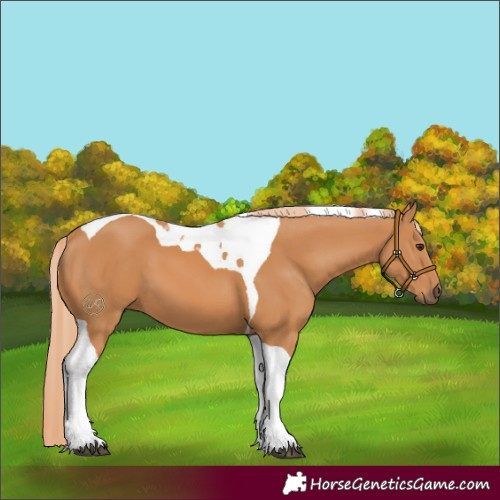 Horse Color:Chestnut Tobiano