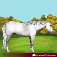 Horse Color:Gray Silver Brown Dun