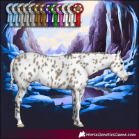 Horse Color:Silver Grullo Appaloosa 