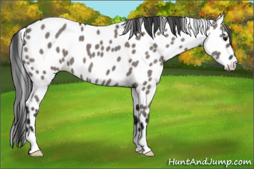 Horse Color:Grullo Appaloosa 