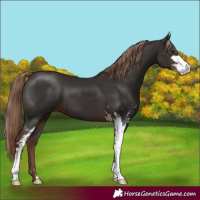 Horse Color:Liver Chestnut Sabino 