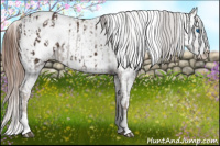 Horse Color:Liver Chestnut Sabino Splash Appaloosa  and Chestnut Sabino Splash Appaloosa 